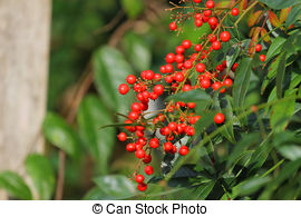 Stock Photos of Sacred bamboo with red berries also known as.