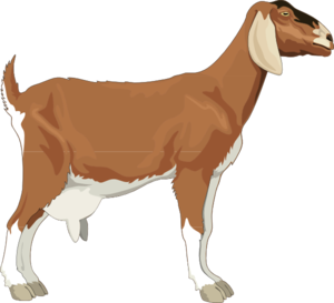 Female Goat Clipart.