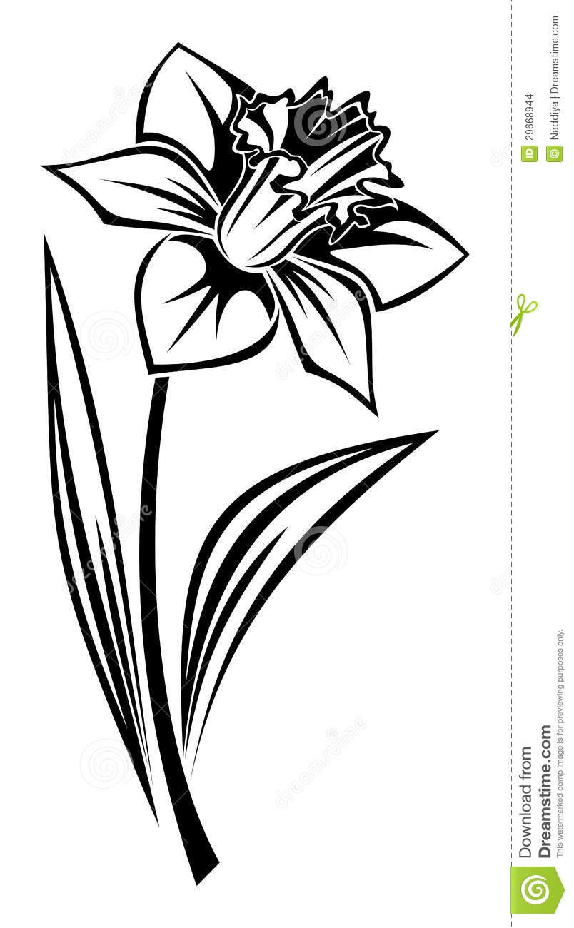 Narcissus clipart 20 free Cliparts | Download images on Clipground 2023