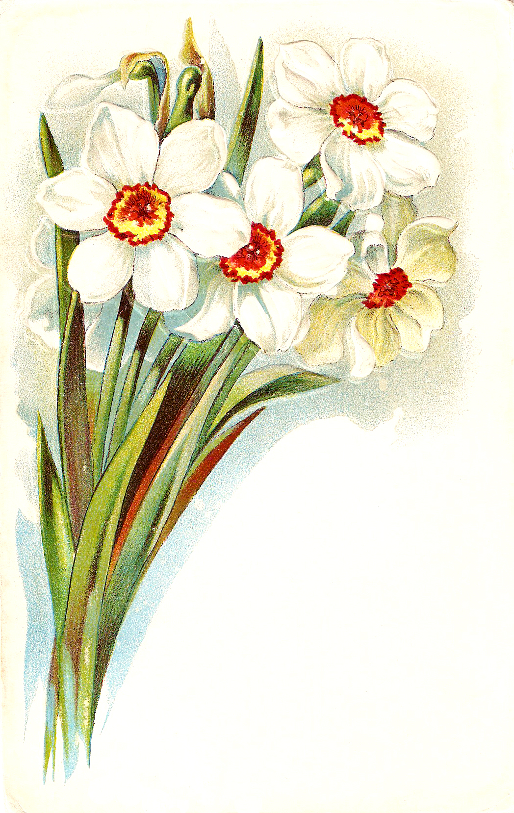 Narcissus flower clipart.
