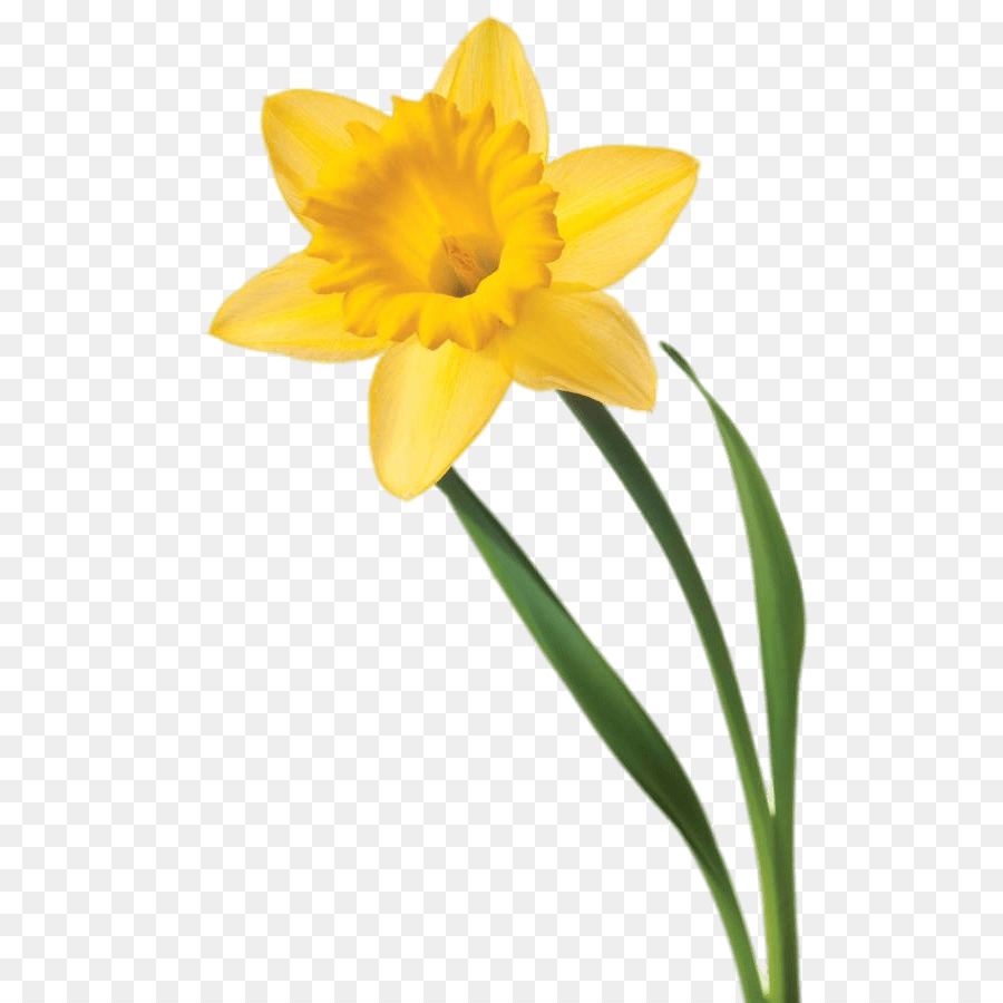 narcissus flower clip art 10 free Cliparts | Download images on ...