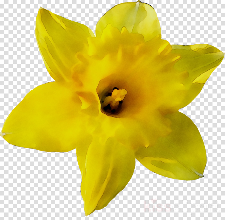 Yellow Flower clipart.
