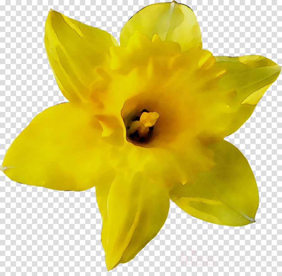 narcissus flower clipart 10 free Cliparts | Download images on ...