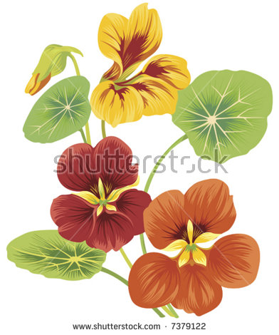 Vector Images, Illustrations and Cliparts: isolated flower of.
