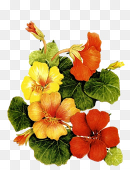 Nasturtium PNG.