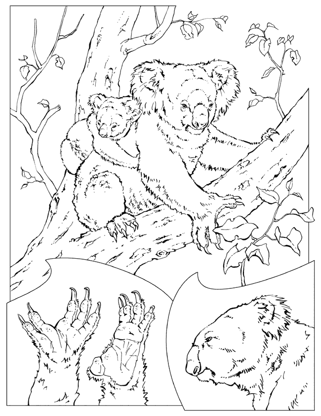 Free National Geographic Kids Coloring Pages, Download Free.
