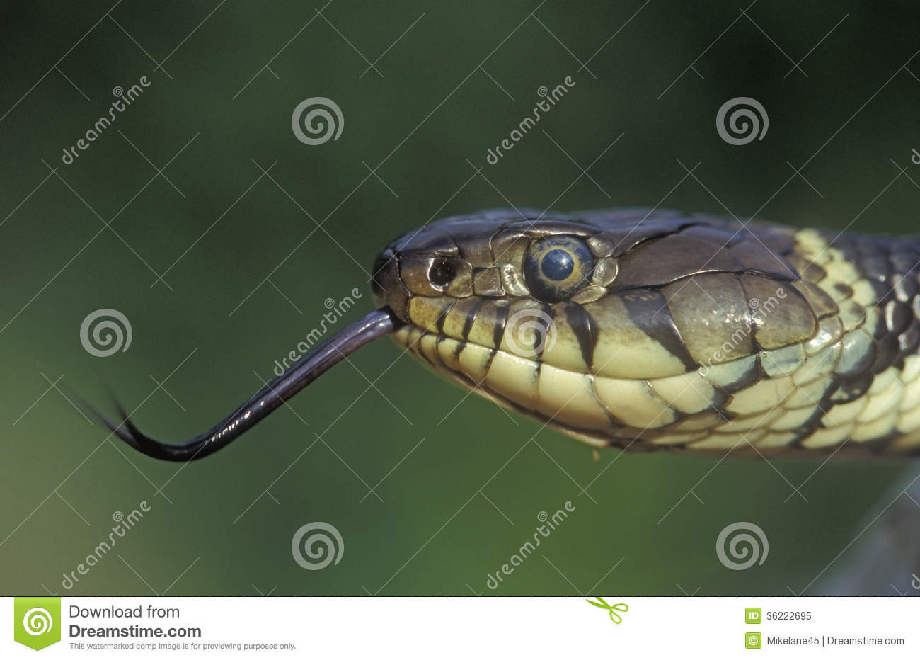 Snake Min The Grass Clipart.