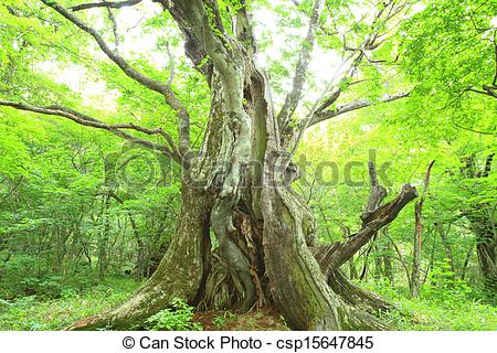Stock Photo of Primeval forest of Chestnut tree, Gunma, Japan.