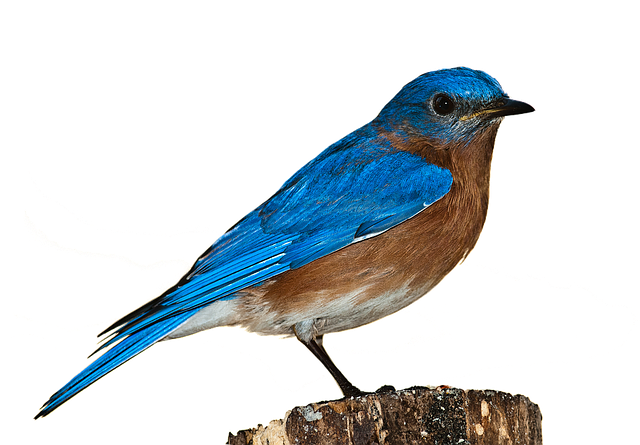 Bird Bluebird Png.