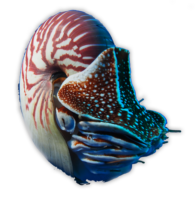Nautilus png 8 » PNG Image.