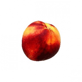 Nectarine Clip Art.