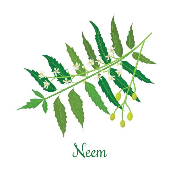 neem leaf clipart 10 free Cliparts | Download images on Clipground 2021