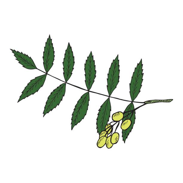 neem leaf clipart 10 free Cliparts | Download images on Clipground 2021