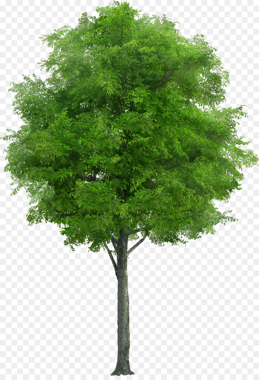 Family Tree Background clipart.