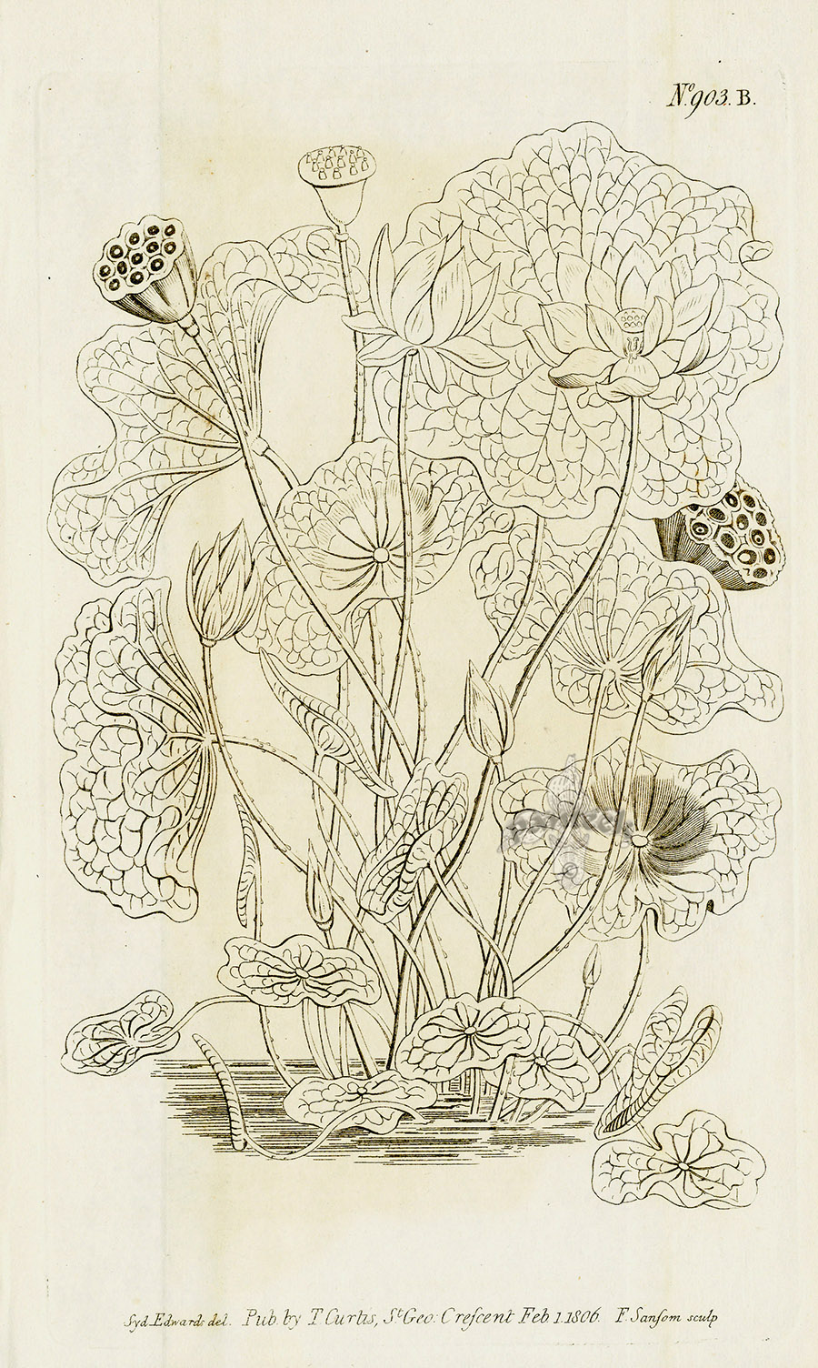 Nelumbium Speciosum. Lotus Flower or Sacred Bean of India (2.