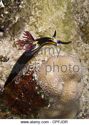 Sea Slug Stock Photos & Sea Slug Stock Images.