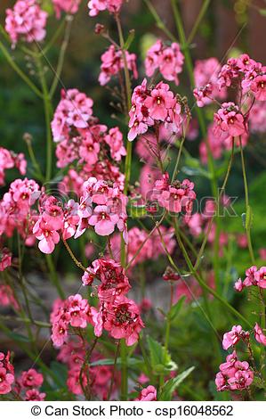 Stock Image of Nemesia (Nemesia strumosa).