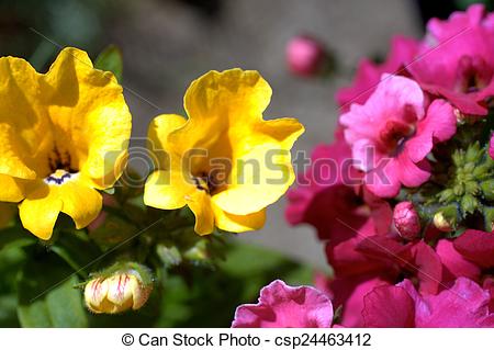 Stock Photography of Yelow and pink nemesia flowers in a blue.