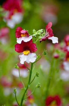 1000+ images about Botanical on Pinterest.