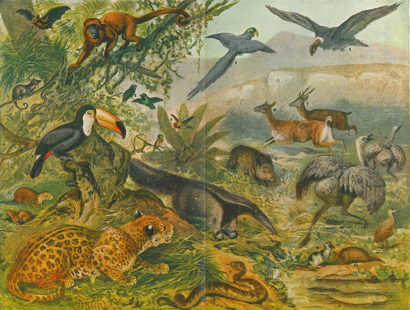 Fauna Neotropic Ecozone 1923 Vintage Lithograph Print.
