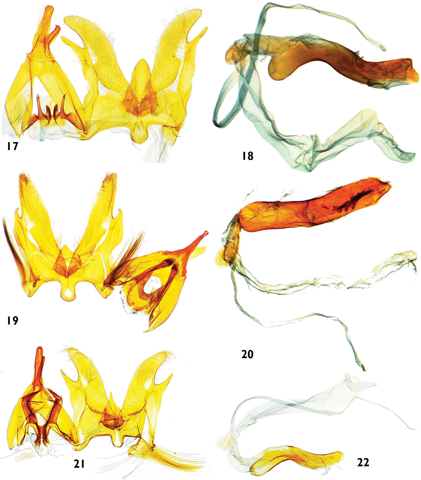 Systematics of the Neotropical genus Catharylla Zeller.