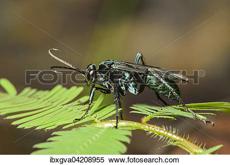 Stock Image of Neotropical potter wasp (Vespidae), Amazon.