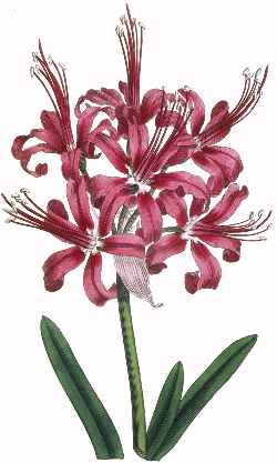 Guernsey Lily (Nerine sarniensis).