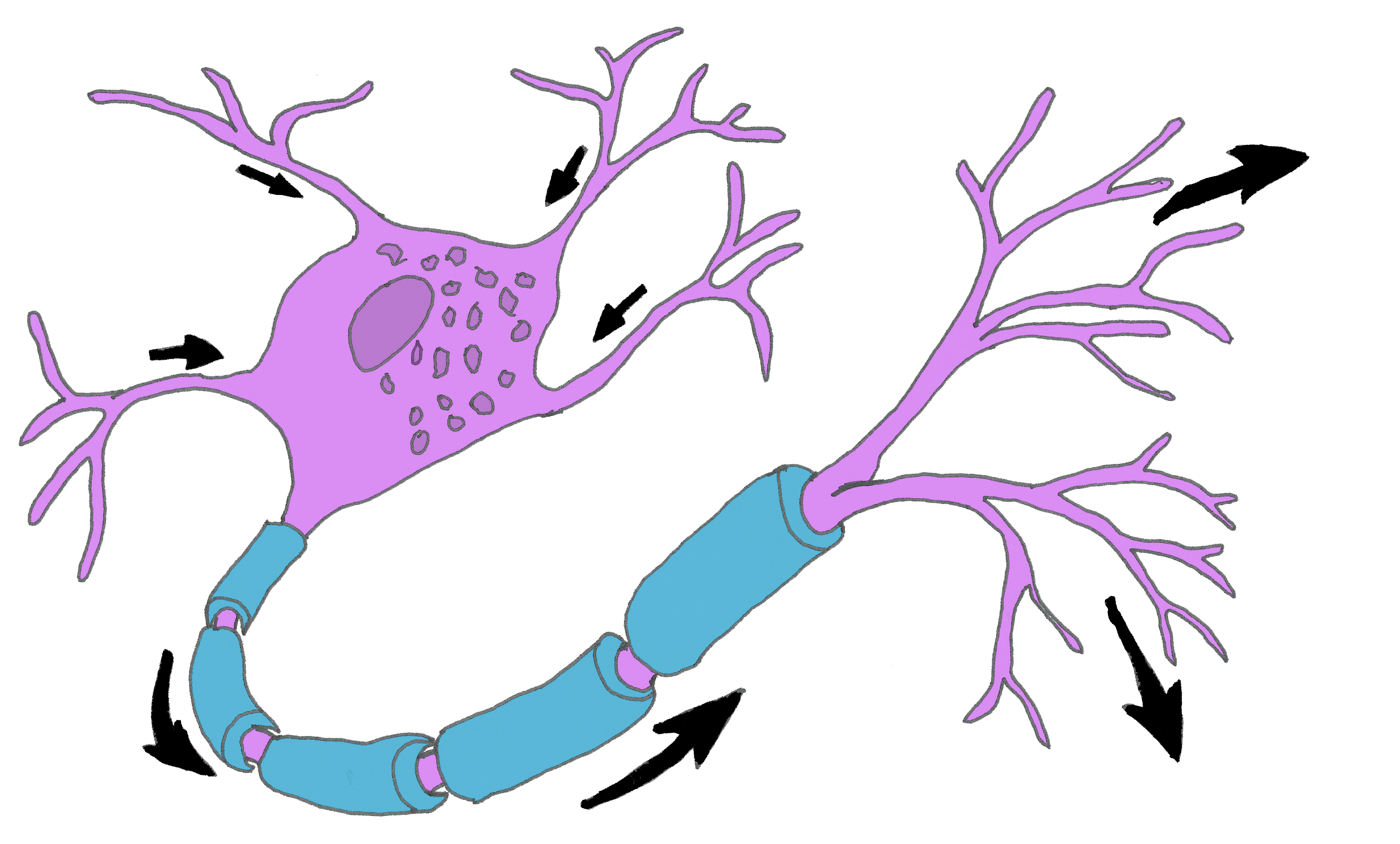 Nerve cell clipart 20 free Cliparts | Download images on Clipground 2023