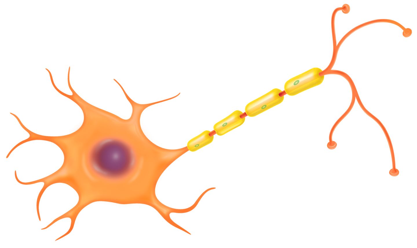 Nerve cell clipart 20 free Cliparts | Download images on Clipground 2022