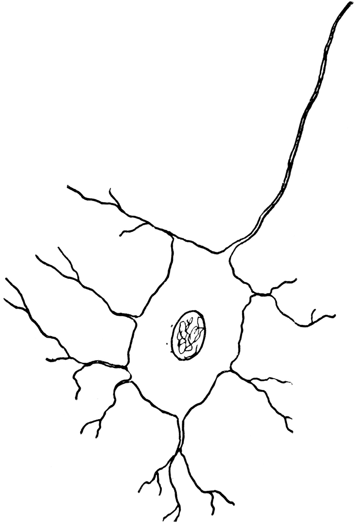 Nerve Cell.
