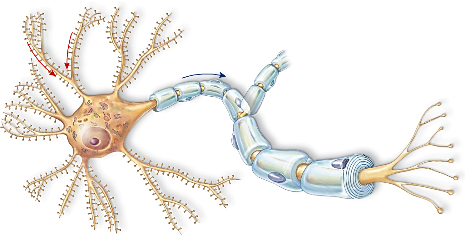 nerve-tissue-clipart-20-free-cliparts-download-images-on-clipground-2024