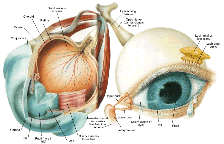 nerves from eye to brain clipart 20 free Cliparts | Download images on