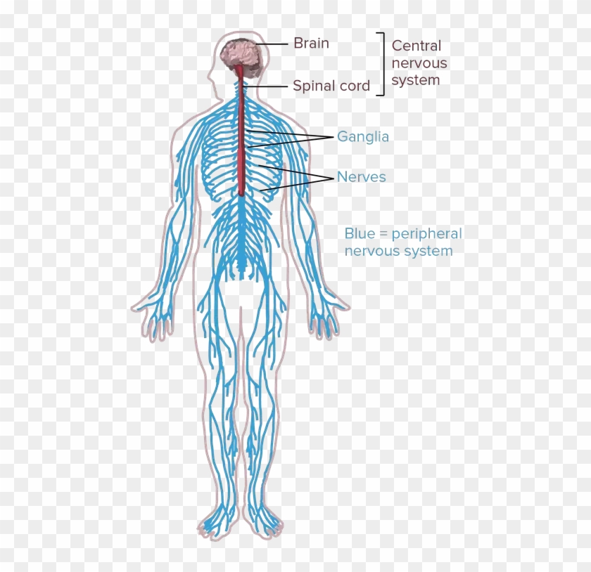 nervous system clip art 10 free Cliparts | Download images on ...
