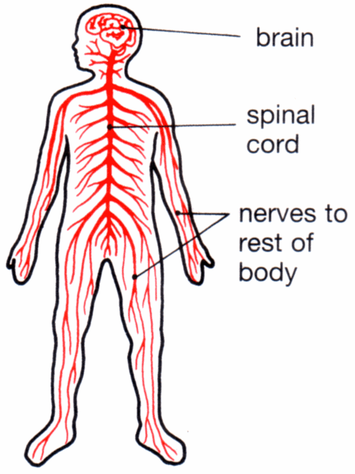 nervous system in the body clipart 20 free Cliparts | Download images ...