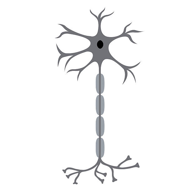 neuron clip art 10 free Cliparts | Download images on Clipground 2021