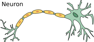 Similiar Clip Art Neuron Diagram Keywords.
