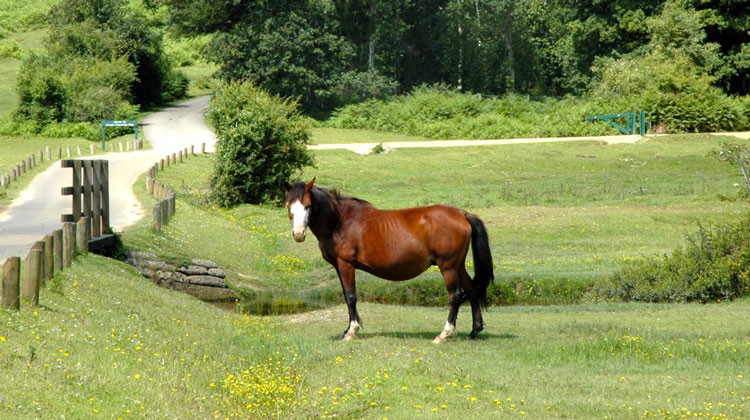 The New Forest • A Guide to the New Forest • iNewForest.