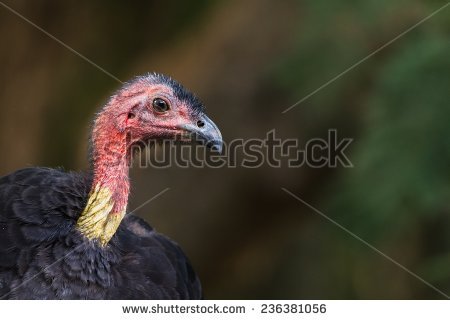 New World Vulture Stock Photos, Royalty.