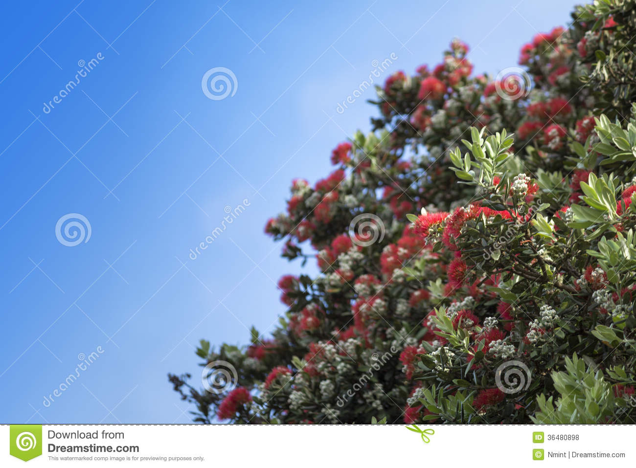 Pohutukawa.