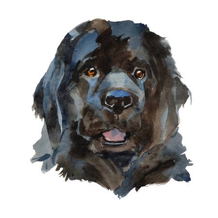 newfoundland dog clip art 10 free Cliparts | Download images on