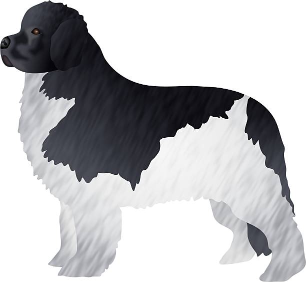 Newfoundland Dog Silhouette Clip Art, Vector Images.