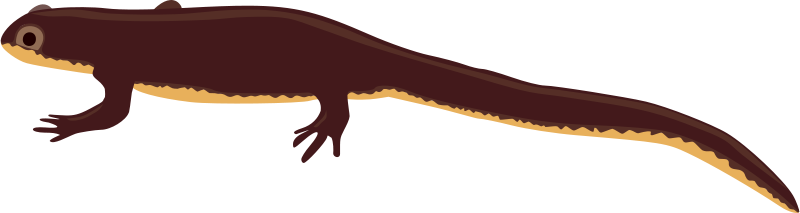 Free Clipart: Newt.