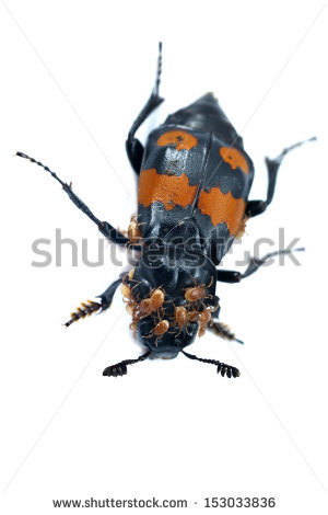 Carrion Beetles Stock Photos, Royalty.
