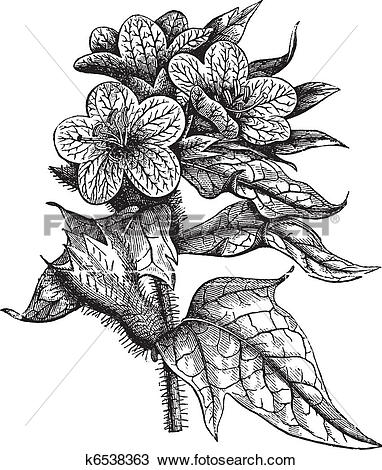 Clipart of Henbane or Hyoscyamus niger vintage engraving k6538363.