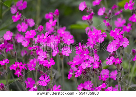 Silene dioica clipart 20 free Cliparts | Download images on Clipground 2023
