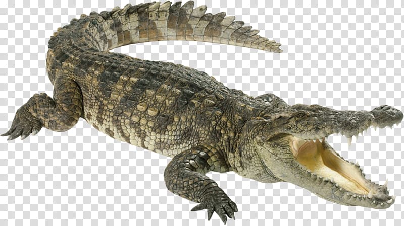Nile crocodile Reptile, crocodile transparent background PNG.