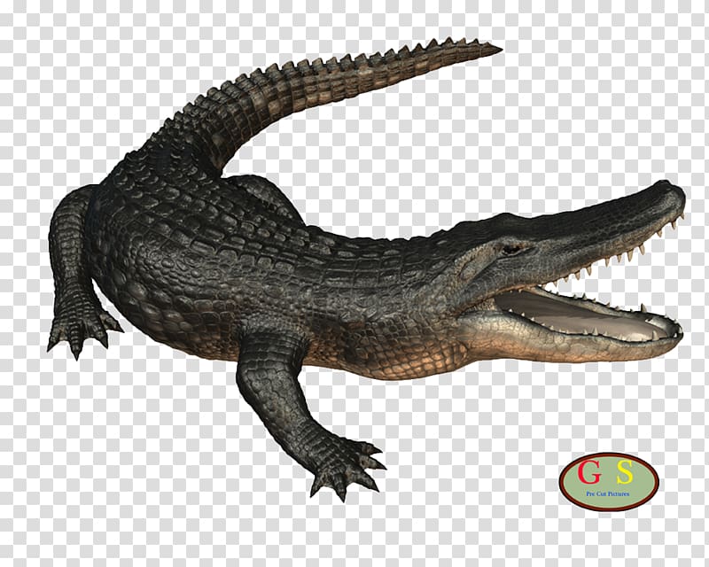 Nile crocodile American alligator Desktop , Om transparent.