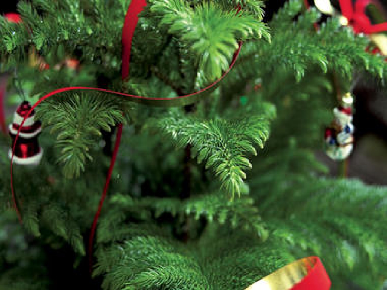 Norfolk Pine Christmas Tree Clipart.