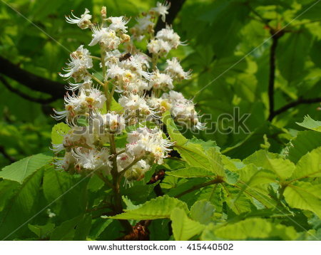 Chestnut Crown Stock Photos, Royalty.