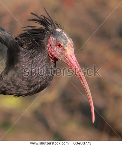 Northern Bald Ibis Stock Photos, Royalty.